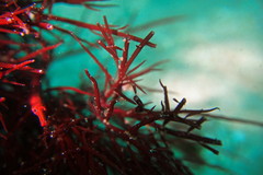 Stigmatopora harastii