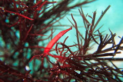 Stigmatopora harastii