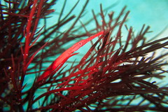 Stigmatopora harastii