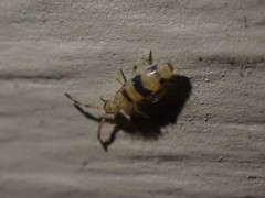 Entomobrya triangularis