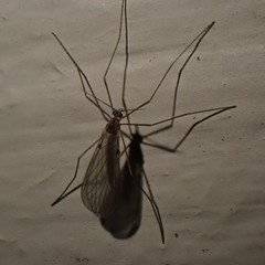 Paracladura trichoptera