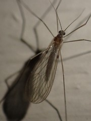 Paracladura trichoptera