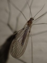 Paracladura trichoptera