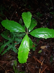 Gmelina leichhardtii