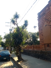 Yucca