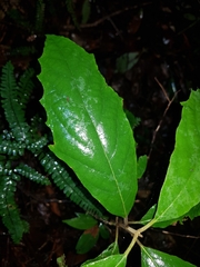 Gmelina leichhardtii