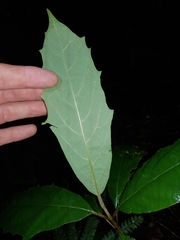 Gmelina leichhardtii