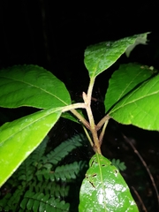 Gmelina leichhardtii