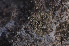 Myriolecis semipallida