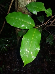 Mischocarpus pyriformis