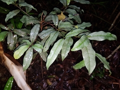 Beilschmiedia elliptica