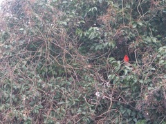 Cardinalis cardinalis