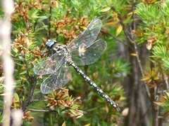 Austroaeschna flavomaculata