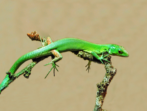 Green Keel-bellied Lizard