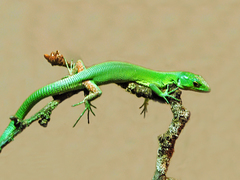 Green Keel-Bellied Lizard photo 2