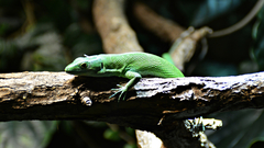 Green Keel-Bellied Lizard photo 3