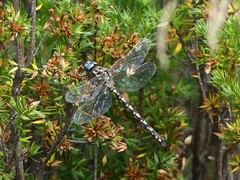 Austroaeschna flavomaculata