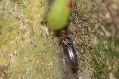 Theridion zantholabio