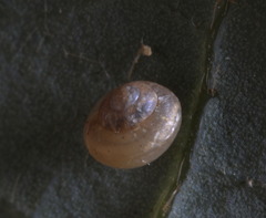 Kaliella