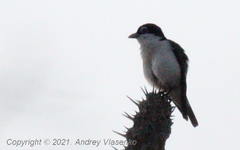 Leptopterus chabert schistocercus