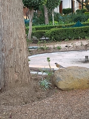 Turdus rufopalliatus