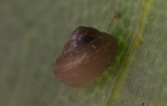 Kaliella