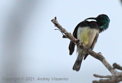 Cinnyris sovimanga apolis