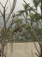 Streptopelia chinensis