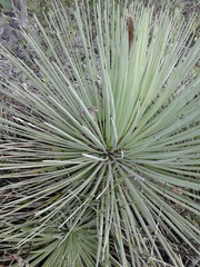 Agave stricta