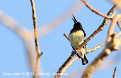 Cinnyris sovimanga apolis