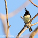 Souimanga Sunbird (White-Bellied) - Photo (c) Andrey Vlasenko, some rights reserved (CC BY-NC)