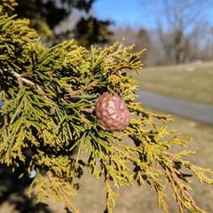 Gymnosporangium juniperi-virginianae