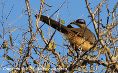Coua ruficeps olivaceiceps