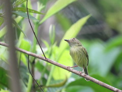 Hemitriccus margaritaceiventer