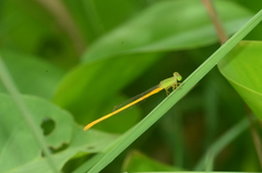 Ceriagrion calamineum
