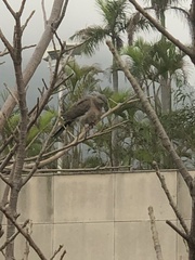 Streptopelia chinensis