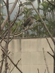 Streptopelia chinensis