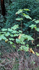 Rubus parviflorus parviflorus