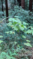 Rubus parviflorus parviflorus