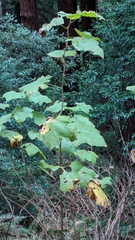 Rubus parviflorus parviflorus