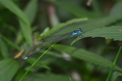 Coeliccia membranipes