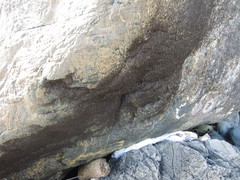 Sciomyzoidea