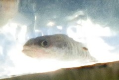Micropterus dolomieu