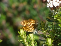 Chrysolarentia chrysocyma