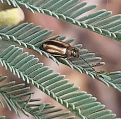 Monolepta subsuturalis