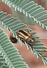 Monolepta subsuturalis