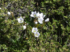 Gentianella diemensis