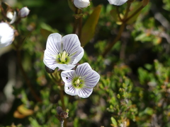 Gentianella diemensis