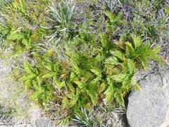 Aciphylla glacialis