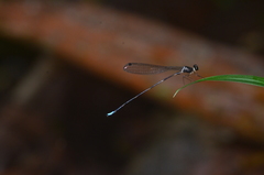 Drepanosticta spatulifera